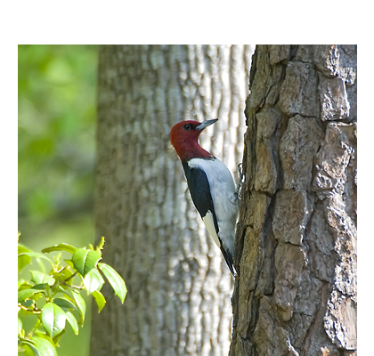 pajaro carpintero